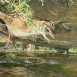 Bouscarle de Cetti le long de la rivière Selouan